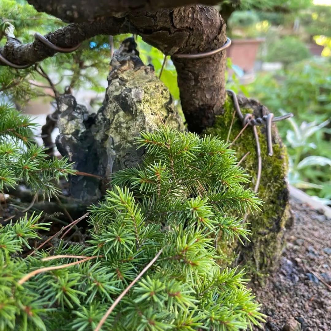 蝦夷松