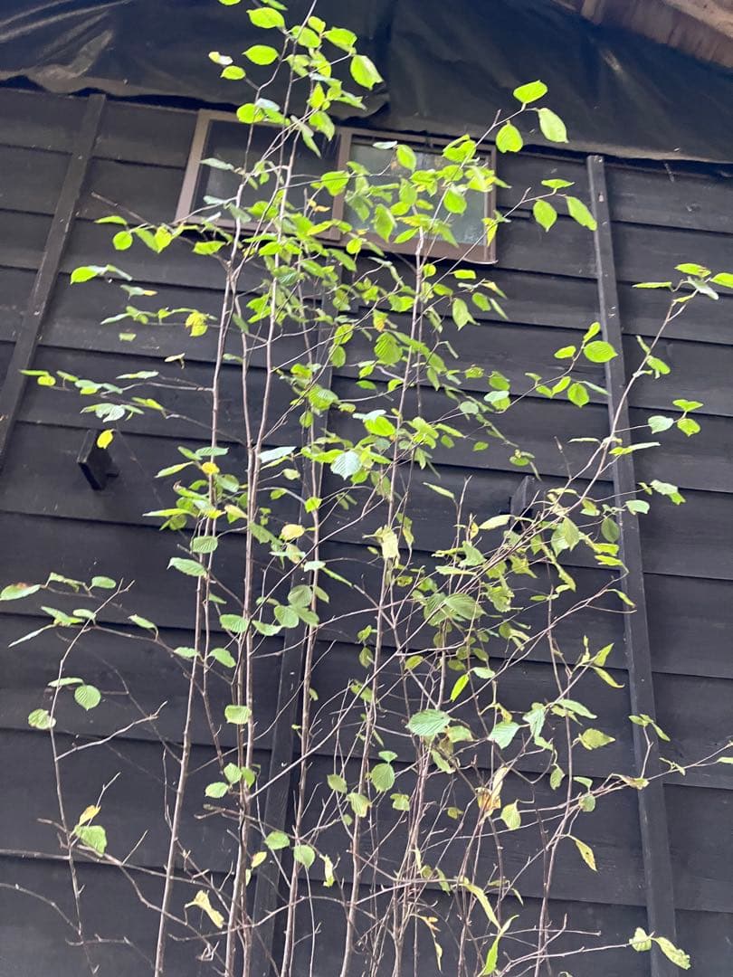 3 山採り　アズキナシ