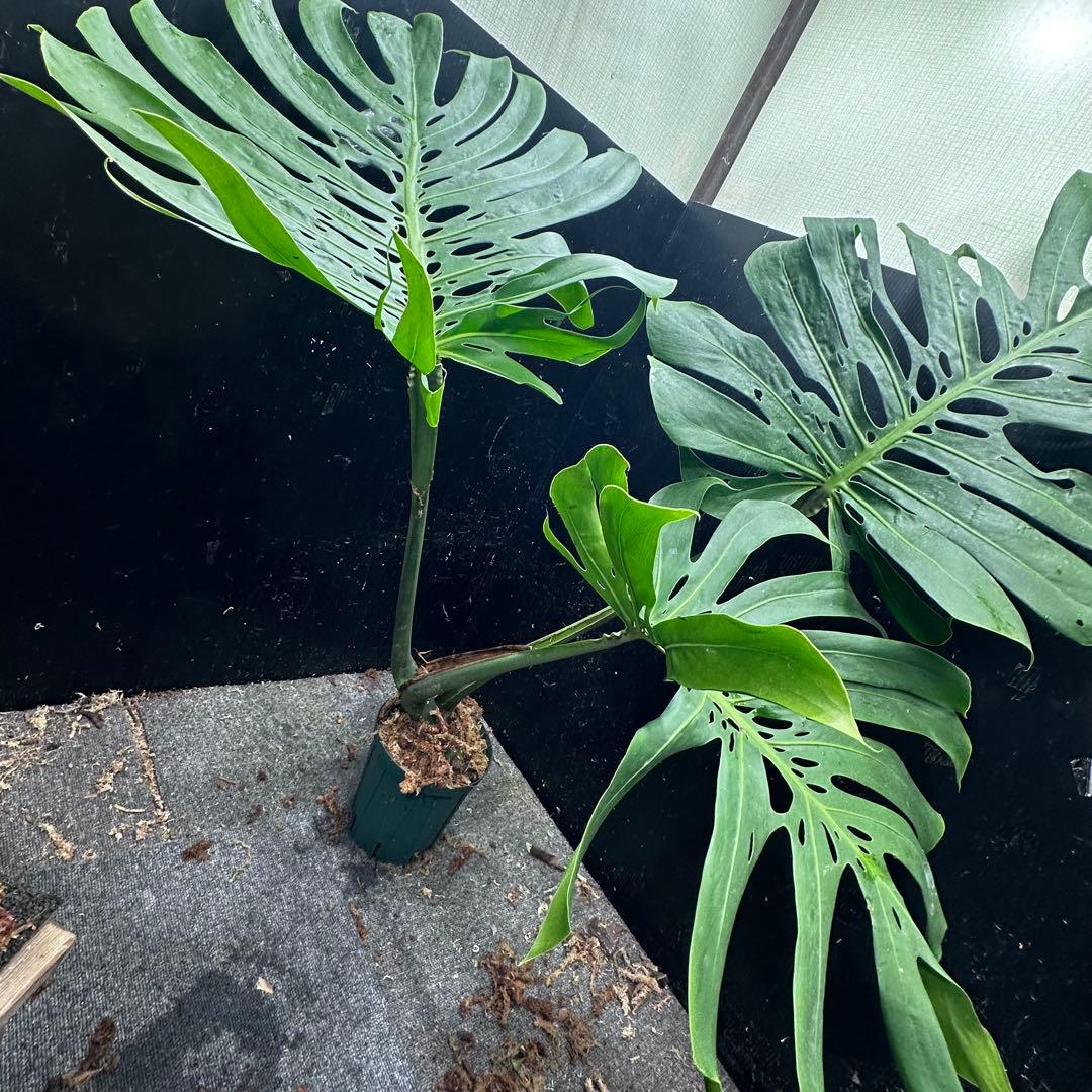 モンステラデリシオーサマクロコズム大型葉希少系統鉢植え高さ114㎝超大株