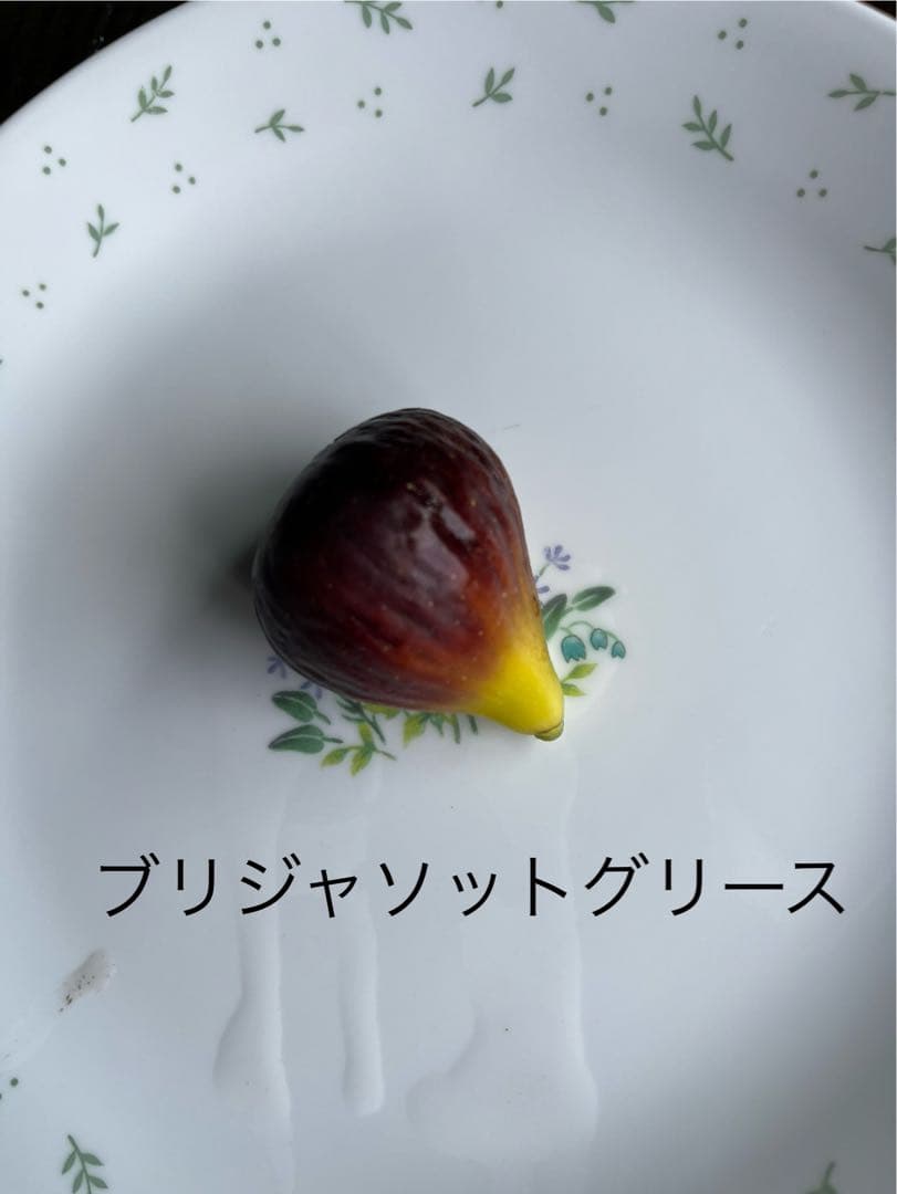 イチジク穂木色々