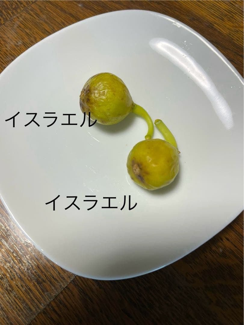 イチジク穂木色々