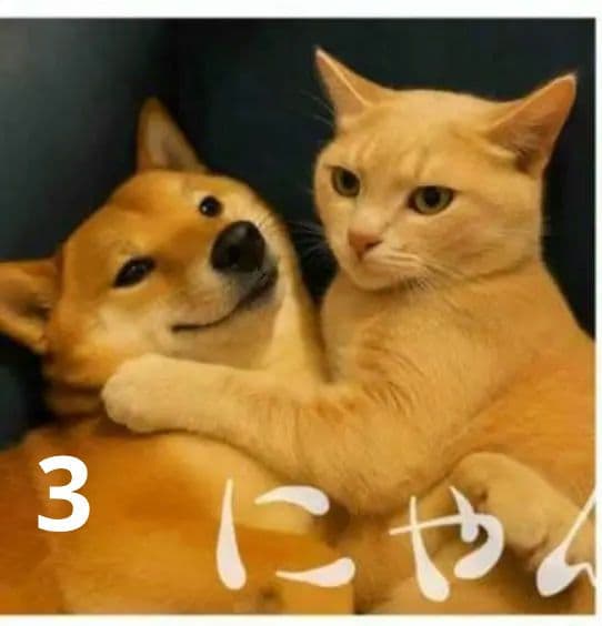 オーダーページ　ハンカチ　3052 柴犬さん　にゃん柄　1/13