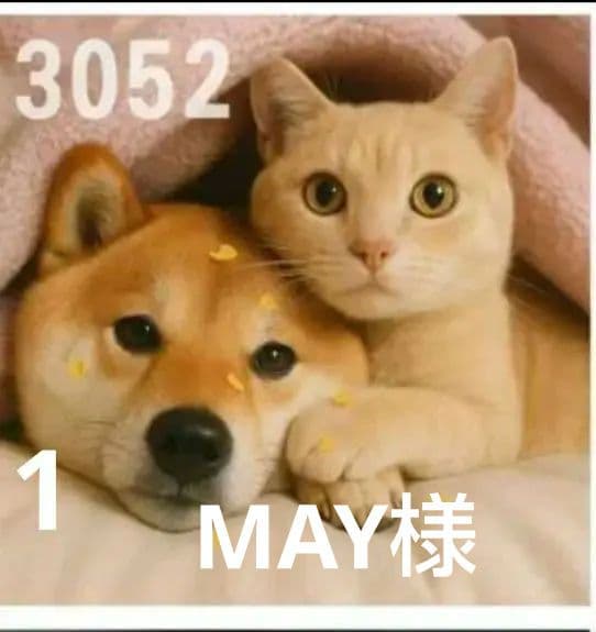 オーダーページ　ハンカチ　3052 柴犬さん　にゃん柄　1/13