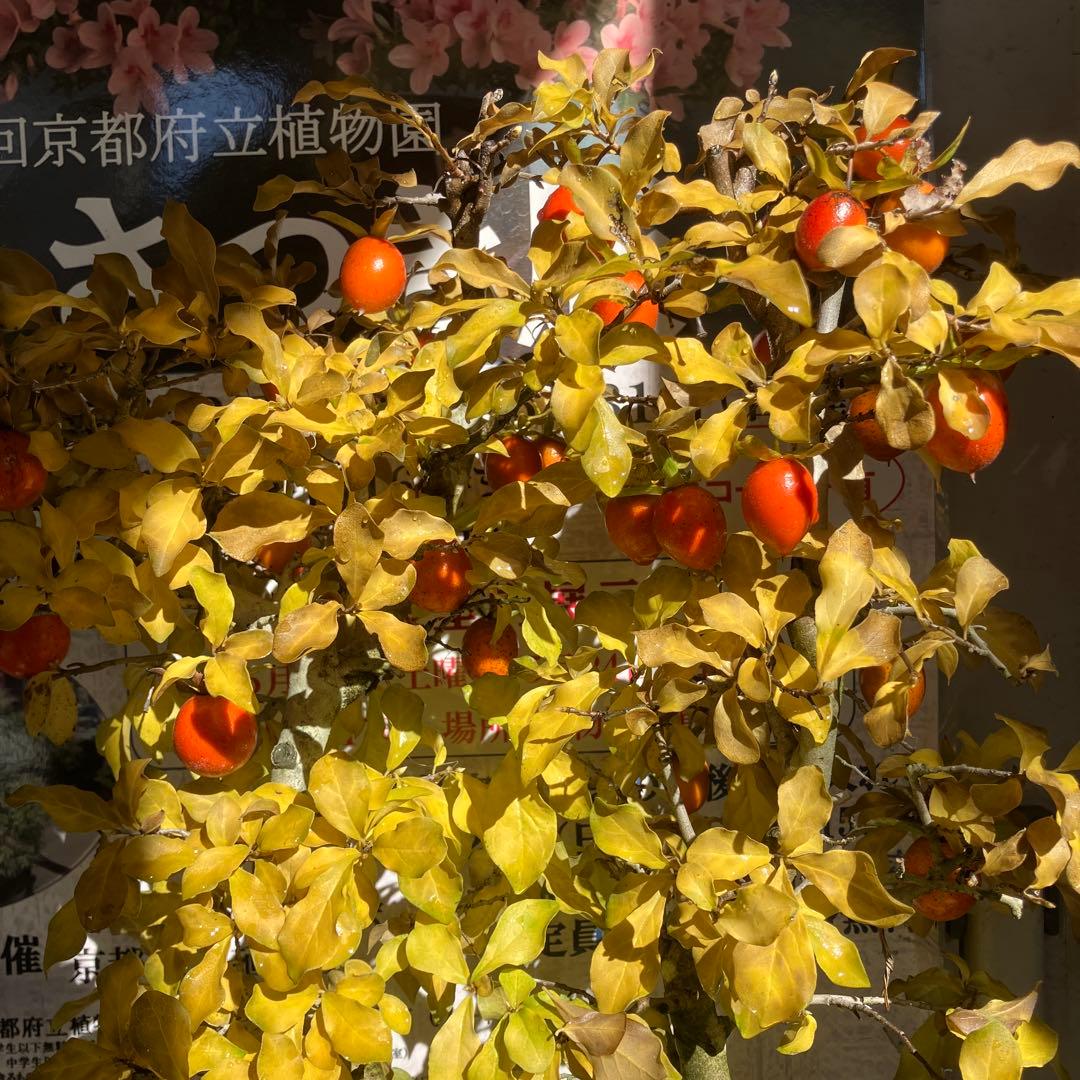 老爺柿盆栽　20年生　紅葉後写真追加　大値引き　　1