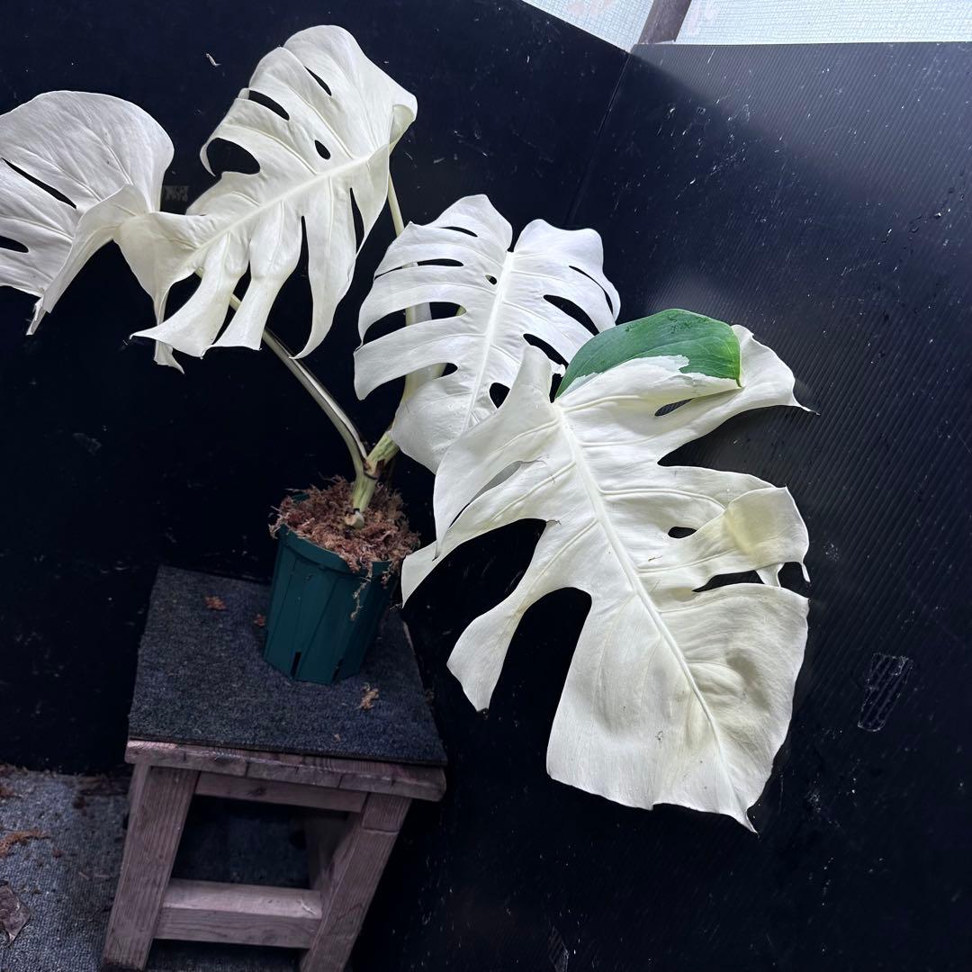 m*o様 斑入りモンステラ極上ホワイトタイガーフルムーン4号鉢植え発根済大株希少