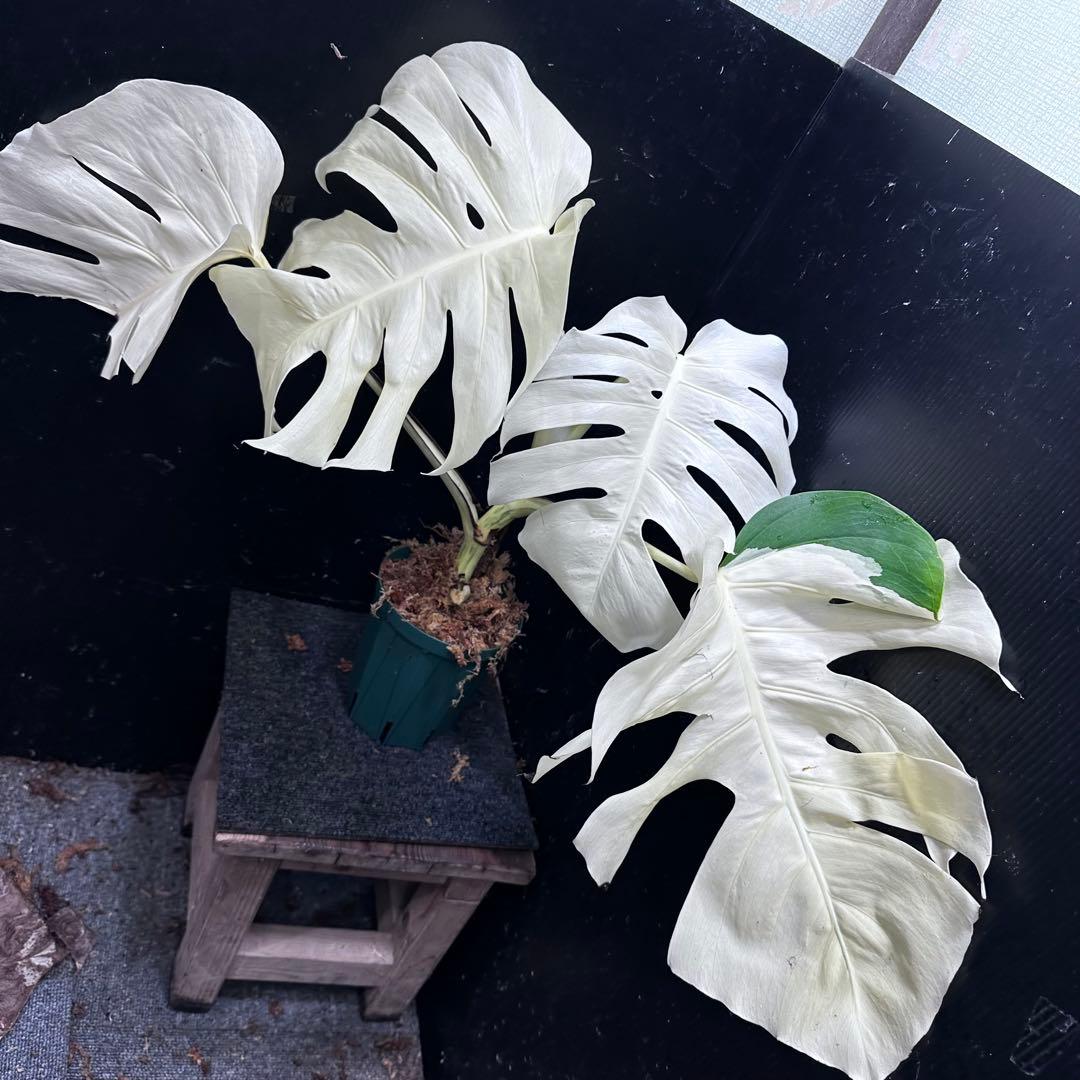 m*o様 斑入りモンステラ極上ホワイトタイガーフルムーン4号鉢植え発根済大株希少