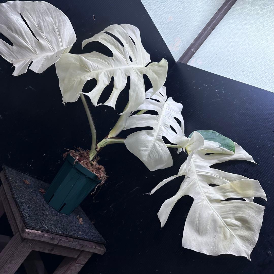 m*o様 斑入りモンステラ極上ホワイトタイガーフルムーン4号鉢植え発根済大株希少