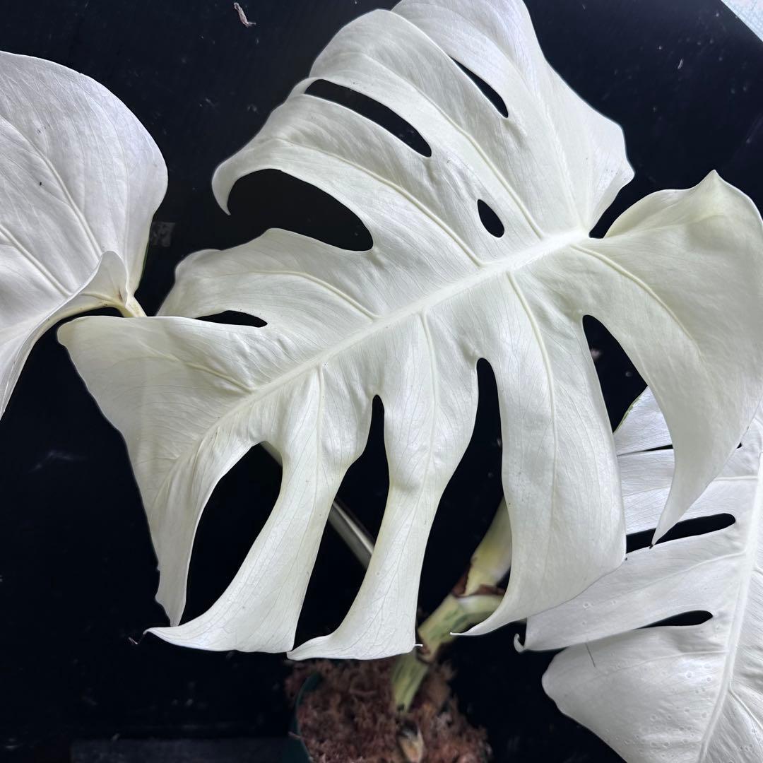 m*o様 斑入りモンステラ極上ホワイトタイガーフルムーン4号鉢植え発根済大株希少