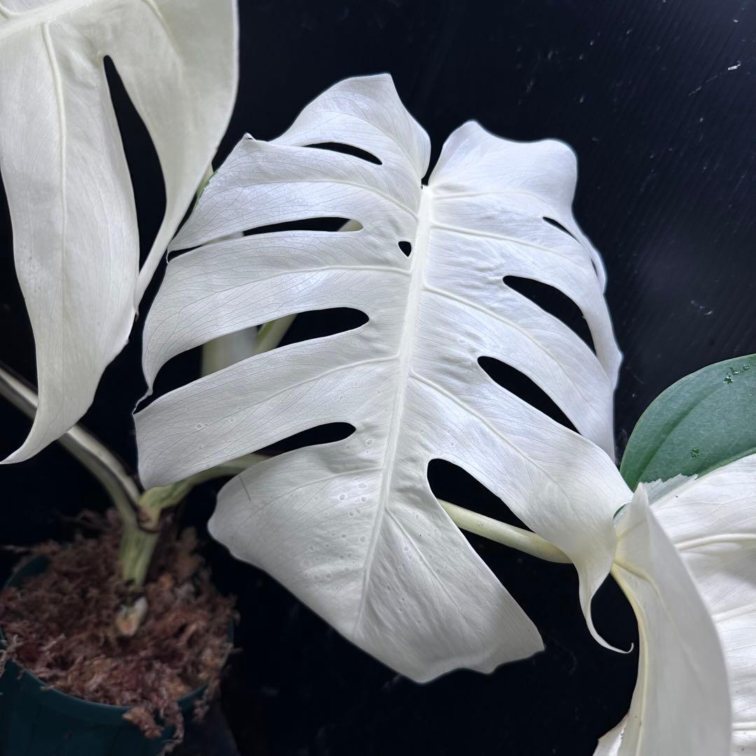 m*o様 斑入りモンステラ極上ホワイトタイガーフルムーン4号鉢植え発根済大株希少