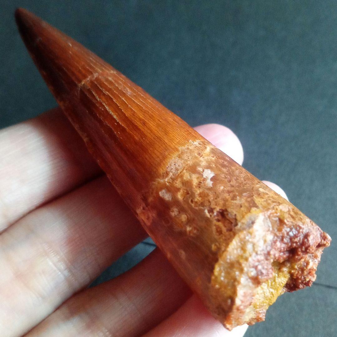 恐竜　歯化石　スピノサウルス　特大　極美麗　約８０mm