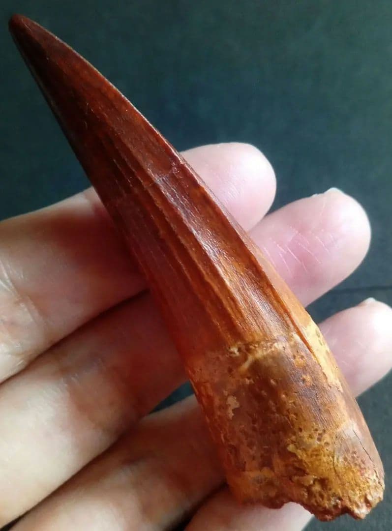 恐竜　歯化石　スピノサウルス　特大　極美麗　約８０mm