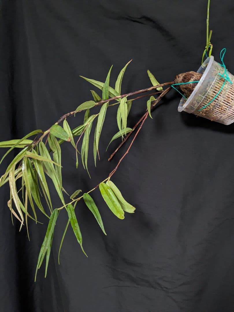 Ceratostema guachizacae　セラトステマ　着生ツツジ　大株