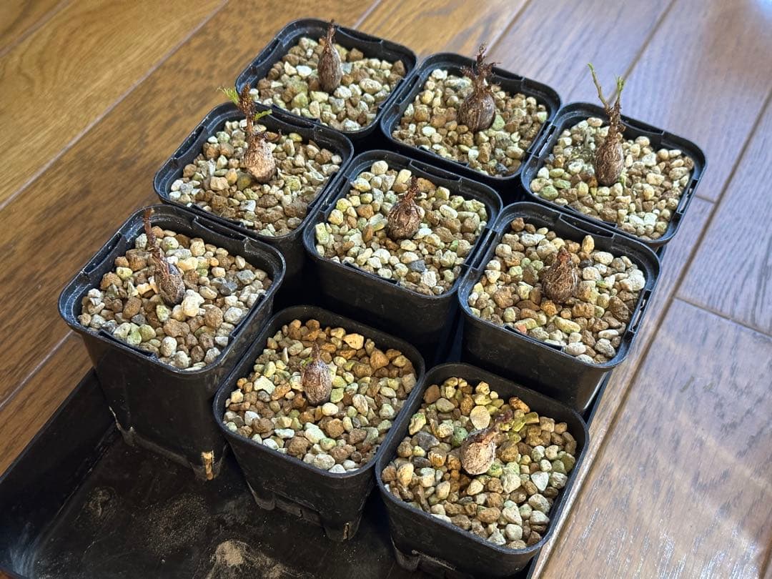 センナ メリディオナリス 実生9株セット