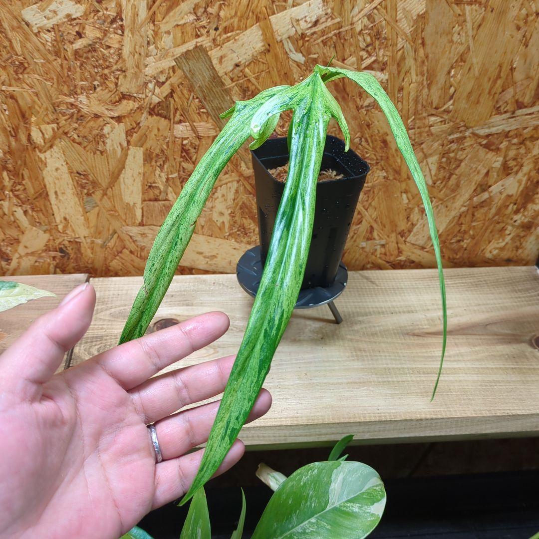 その他観葉植物 Philodendron Holtonianum variegated