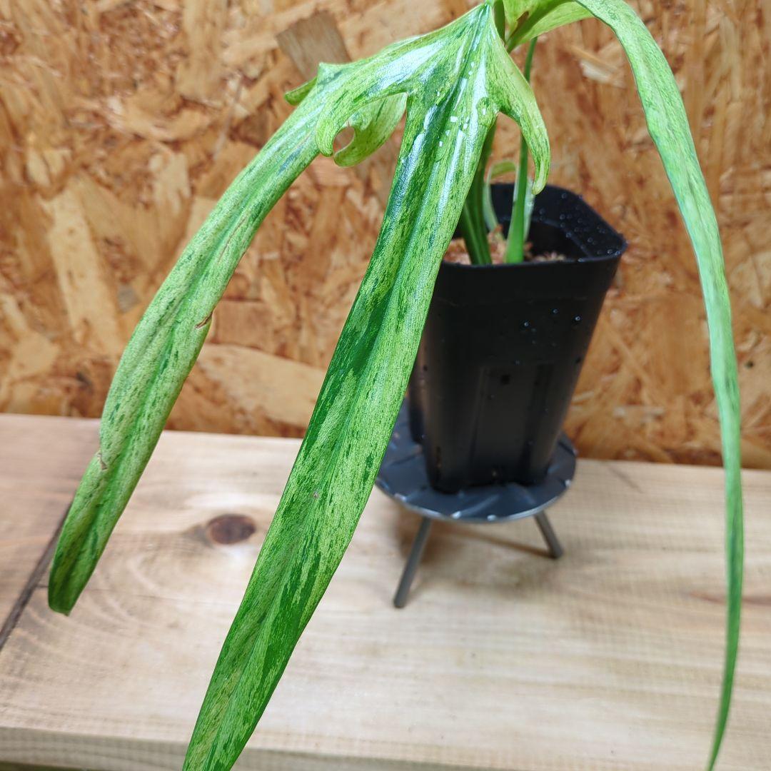 その他観葉植物 Philodendron Holtonianum variegated