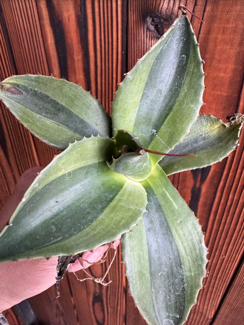 アガベ Agave ovatifolia 'Killer' 206