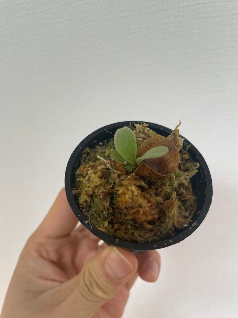 ビカクシダ P.Triceratops 三角龍（pup）