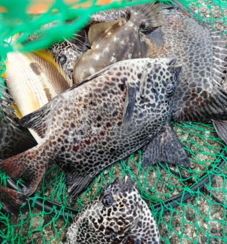 黒鯛工房　前打ち竿　Ｖ 53−59　　センカン落とし込みリール　８０－ＧＢ