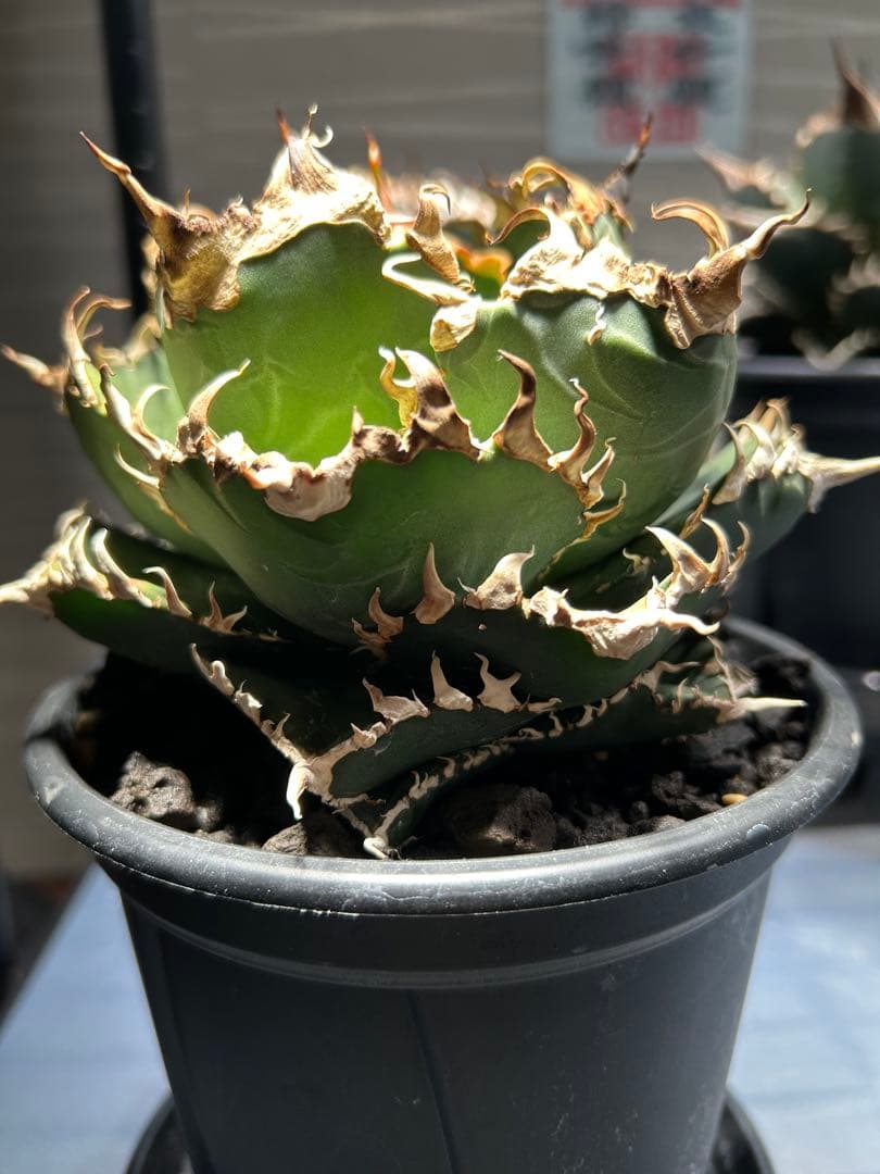 アガベ 赤ライオン