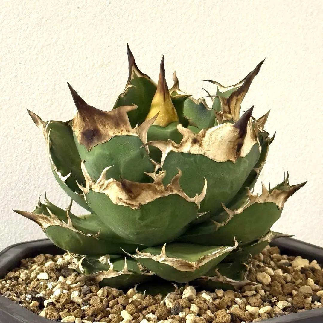 【大】アガベ チタノタ トリケラトプス triceratops 白犀牛 シロサイ