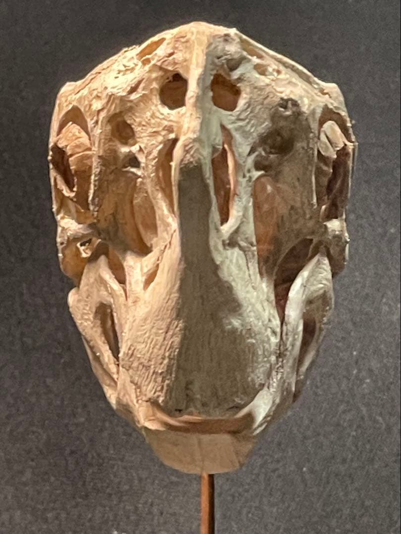 木彫　恐竜　Oviraptor（Citipati)　頭骨模型 7cm
