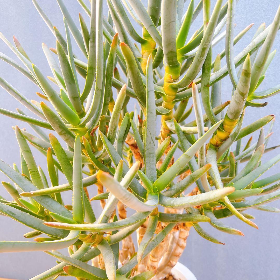 現品　アロエ　ラモシシマ　1番　根上がり　幹上がり　多肉植物　レア　観葉植物