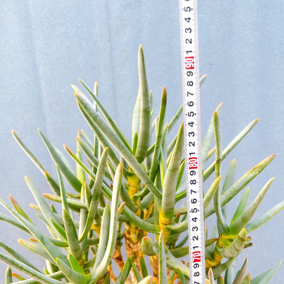 現品　アロエ　ラモシシマ　1番　根上がり　幹上がり　多肉植物　レア　観葉植物