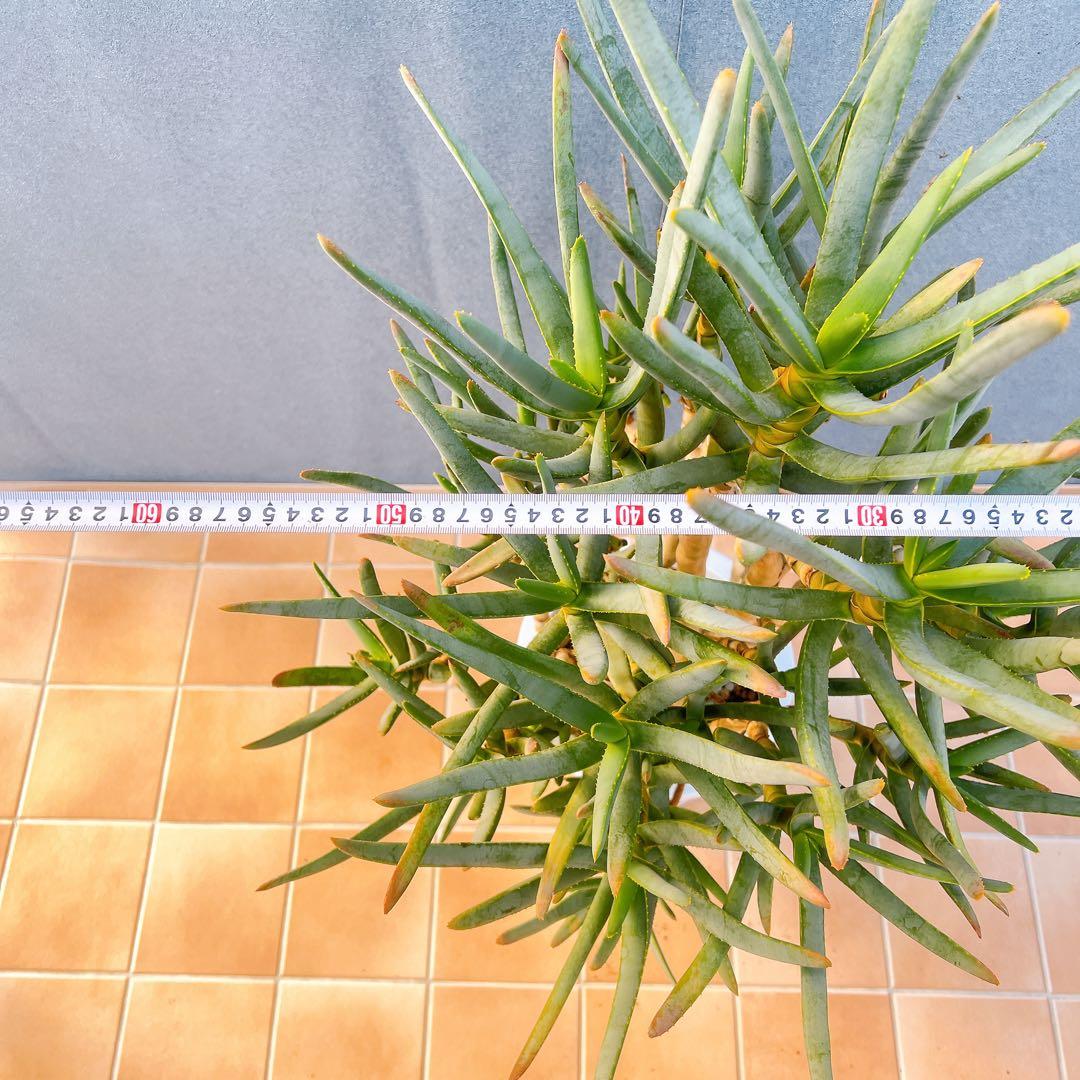 現品　アロエ　ラモシシマ　1番　根上がり　幹上がり　多肉植物　レア　観葉植物