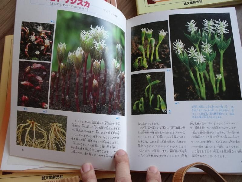 希少な植物図鑑　身近な植物の一生（全10巻）南光重毅著