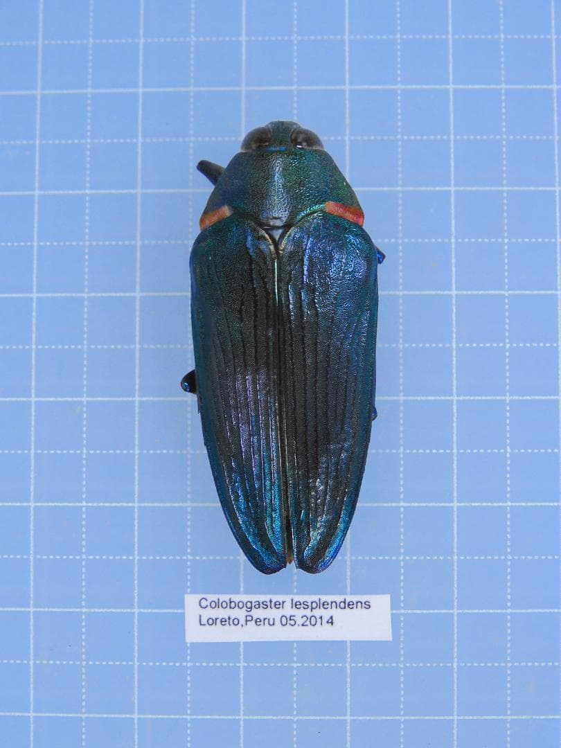 標本 Peru Colobgaster lesplendens 41mm