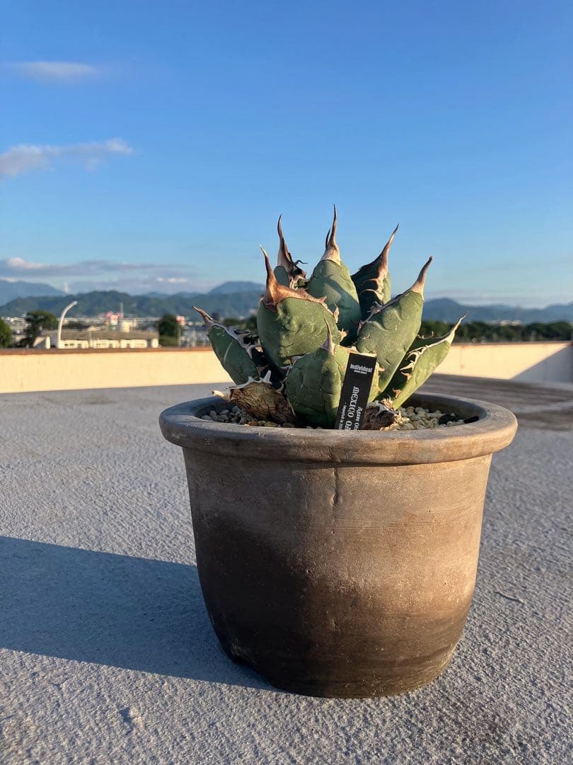 オアハカオテロイ　胴切り天