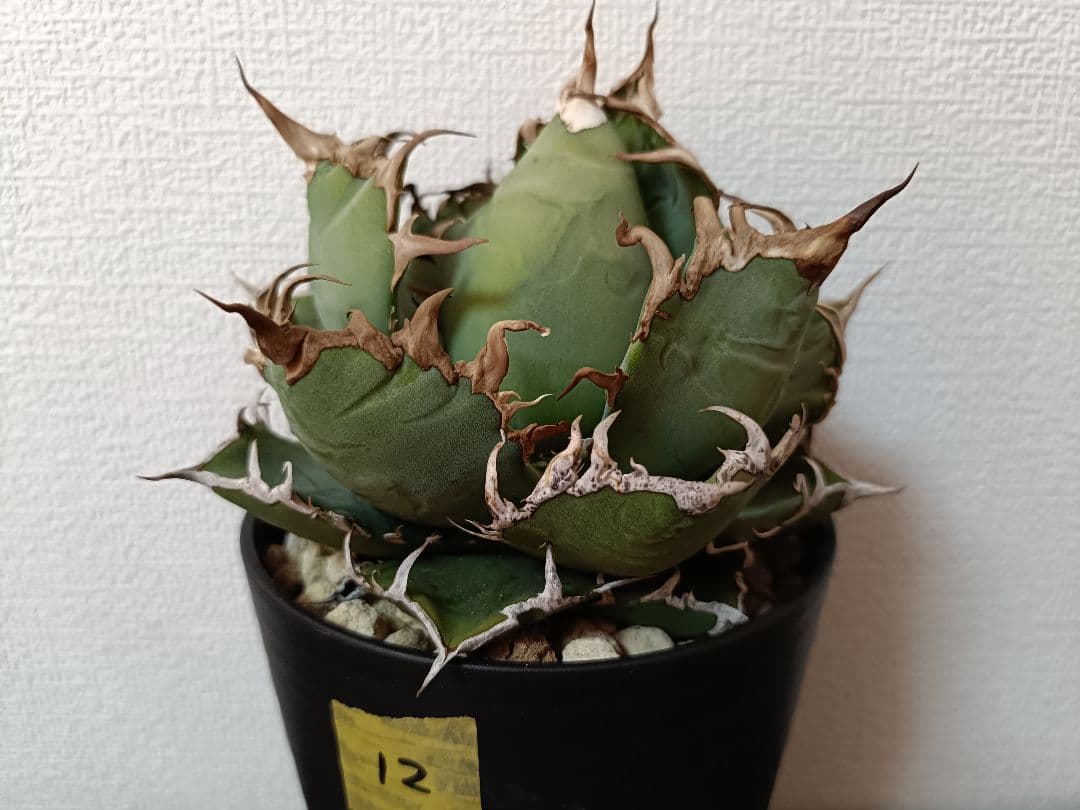 アガベ　シーザー　12