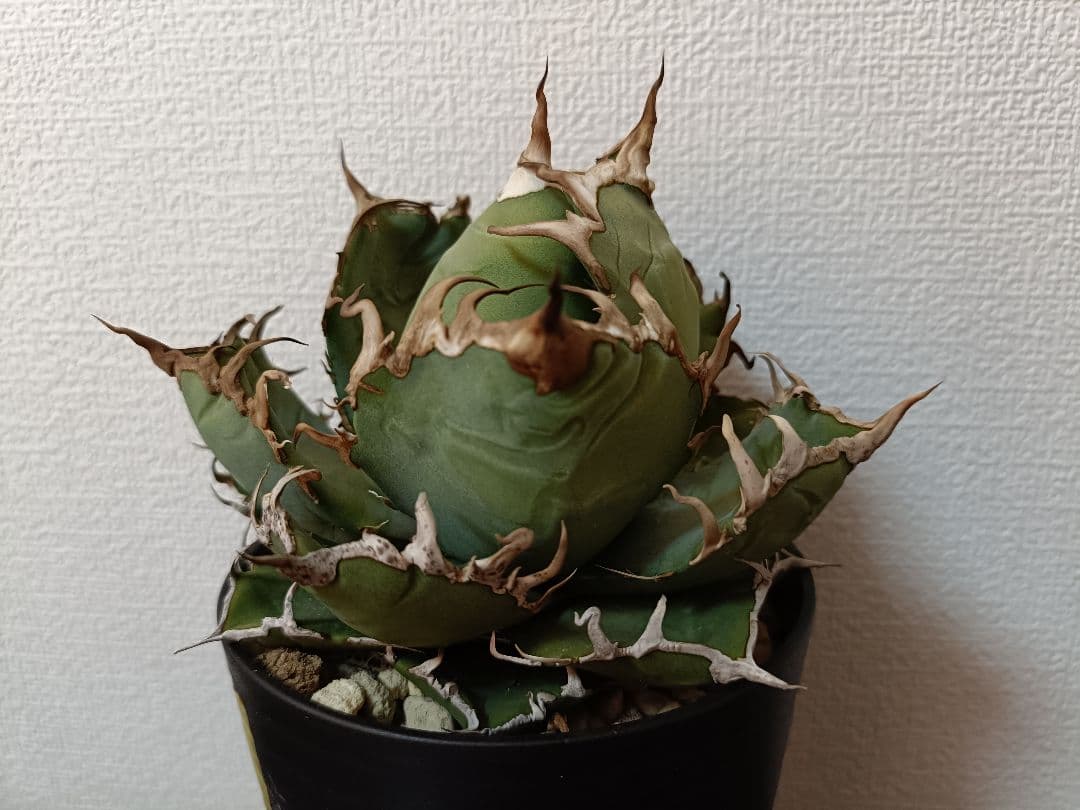 アガベ　シーザー　12