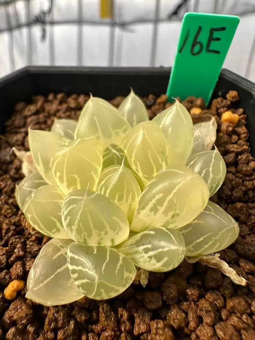 16E多肉植物 ハオルチア 水晶オブツーサ錦実生糊斑