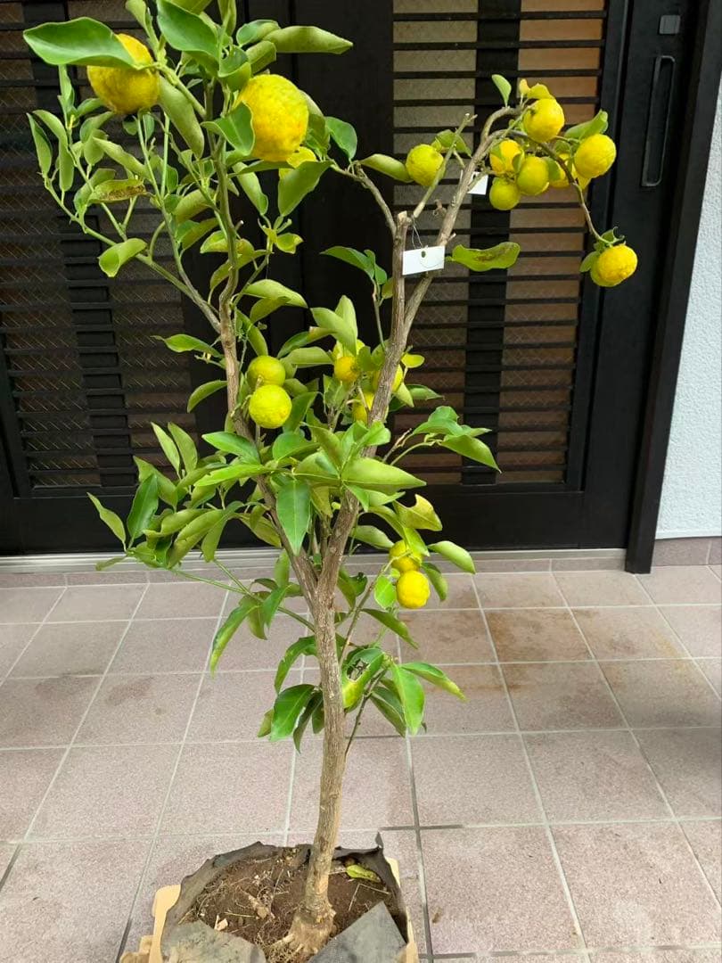 花柚苗木 特大株 果樹