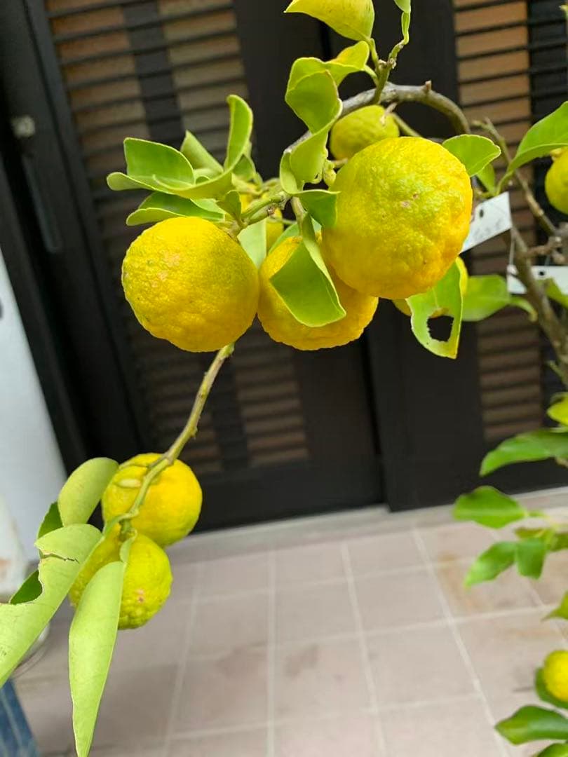 花柚苗木 特大株 果樹