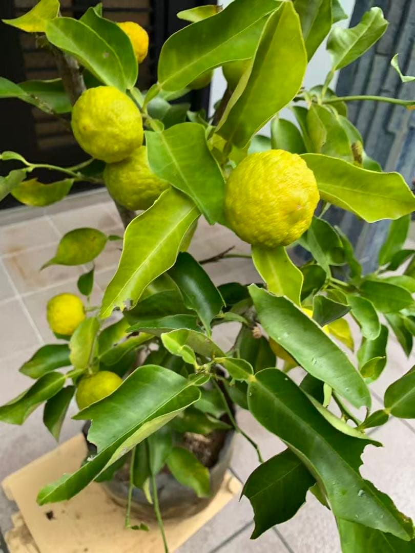 花柚苗木 特大株 果樹