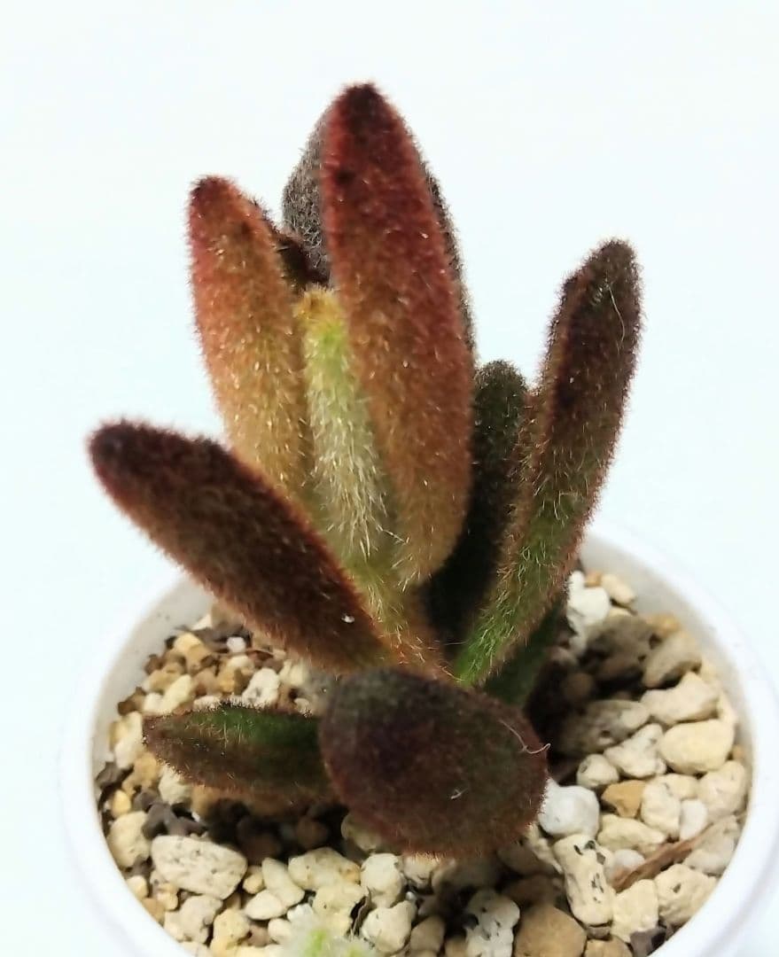 孫悟空 抜き苗 ③ ミニ苗 抜き苗 多肉植物カランコエ属 もふもふ