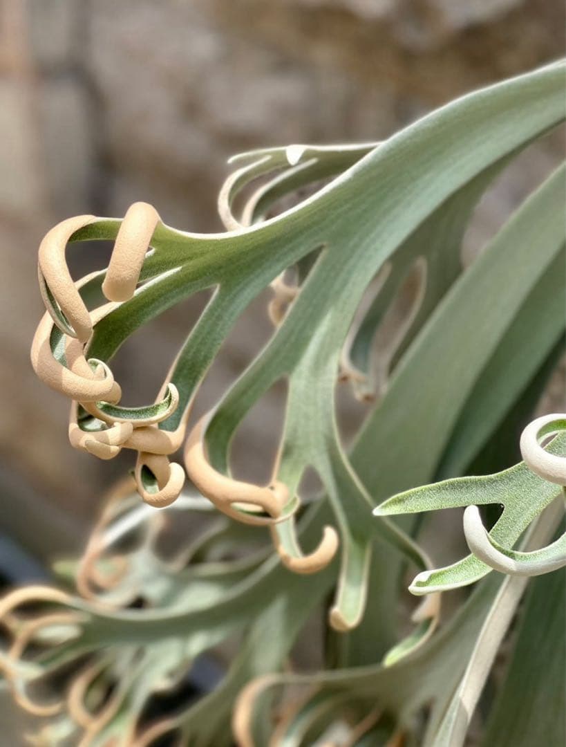 ビカクシダ P. willinckii Anapat#9 (PUP) 2