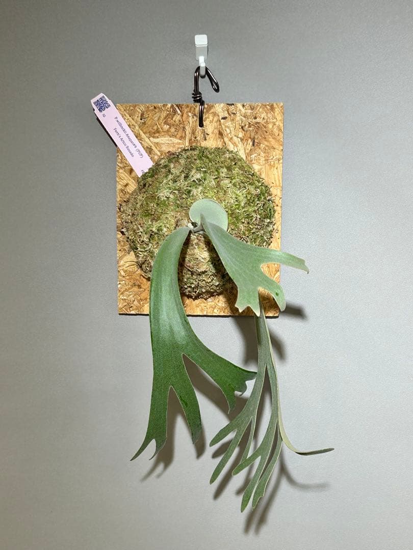 ビカクシダ P. willinckii Anapat#9 (PUP) 2