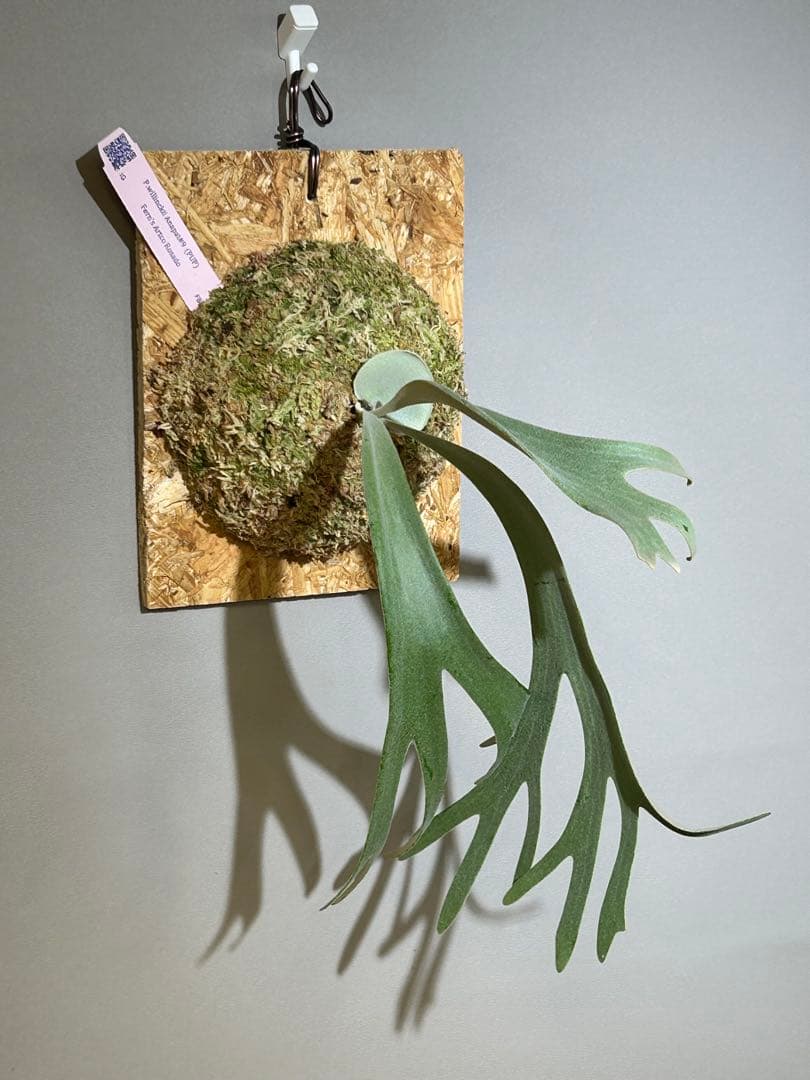 ビカクシダ P. willinckii Anapat#9 (PUP) 2