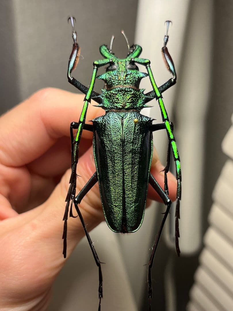 【極美GREEN】ルリオニカミキリ ムラサキオニノコギリカミキリ 昆虫標本