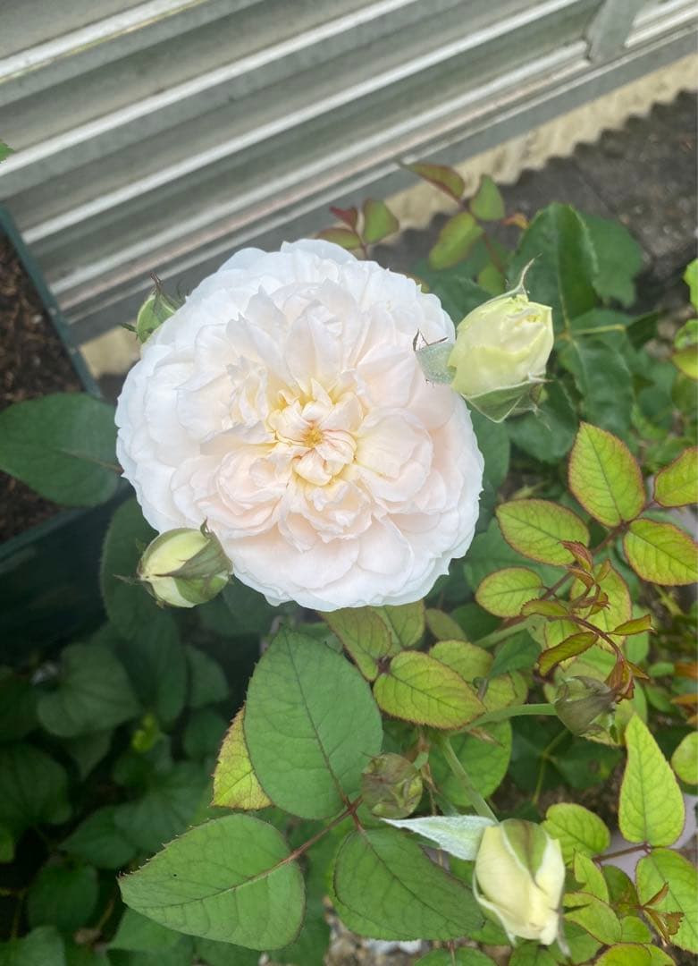 バラ苗、切り花用、大バラ苗。