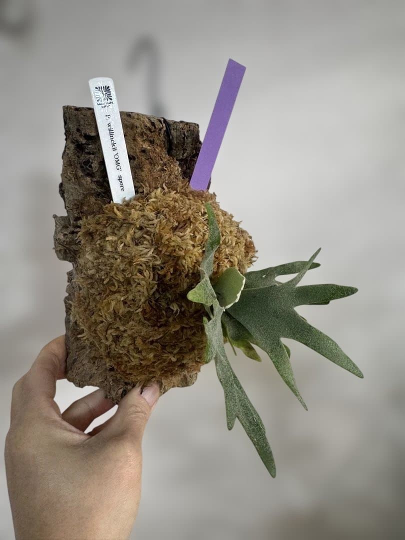 P. willinckii 'OMG'spore コルク　ビカクシダ　紫