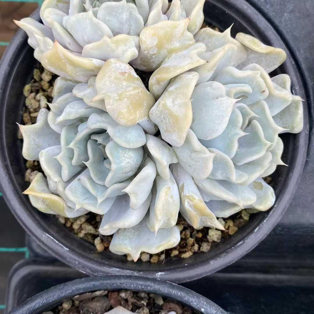 Top【選抜株】多肉植物　24976アエオニウム　シーキング15個　鉢無し/脱土