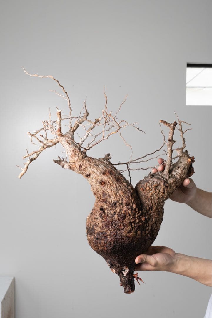 AP129 オペルクリカリア パキプス コーデックス ベアルート株