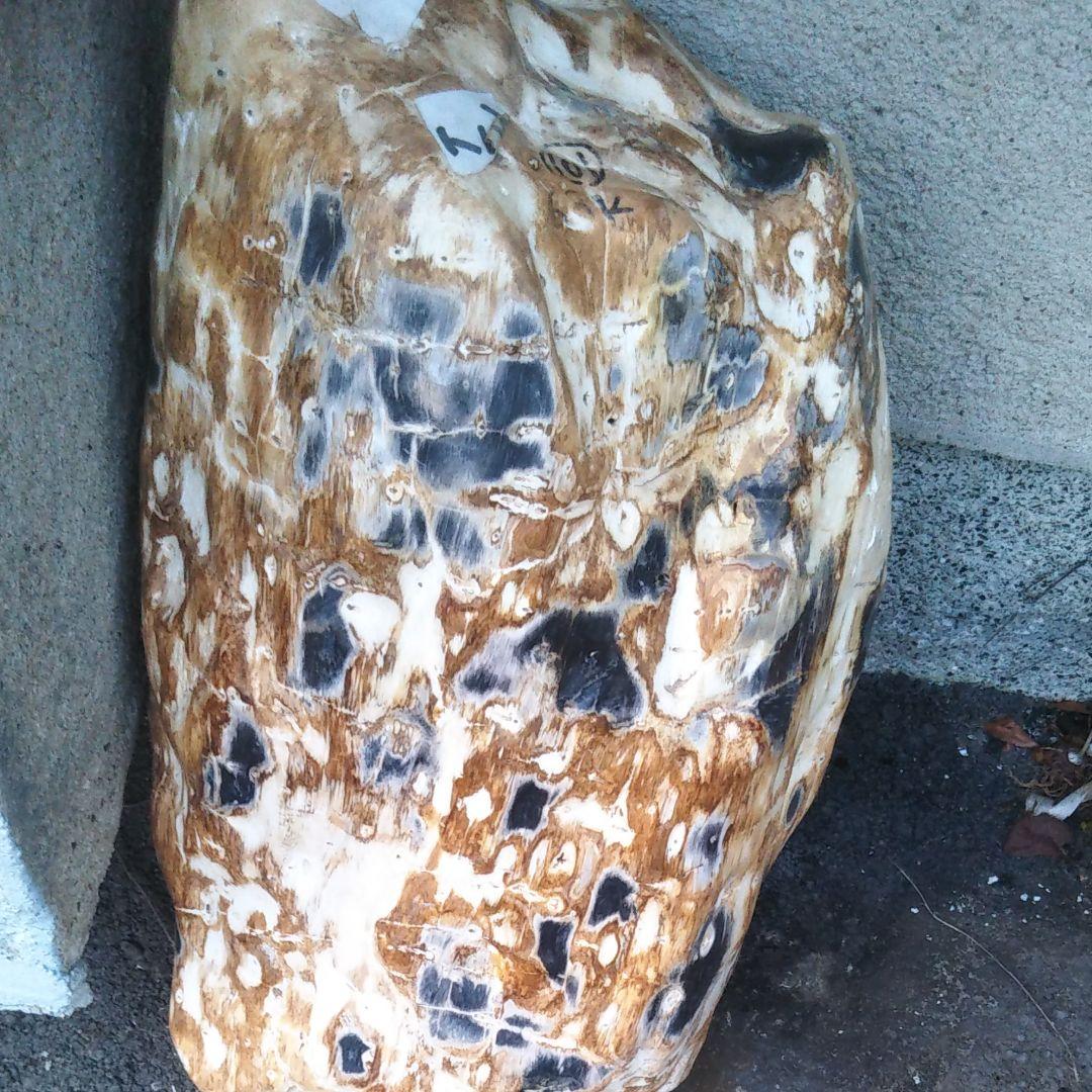 奇跡的に石になった木