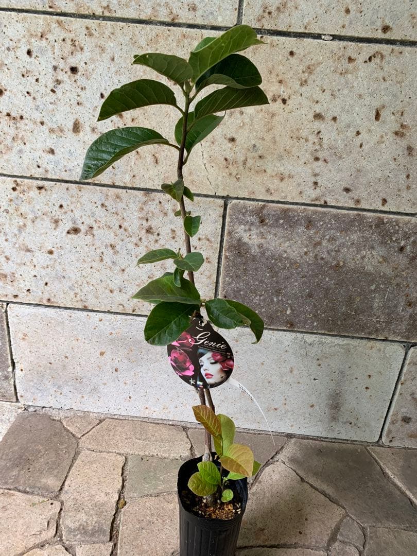 ワイン色木蓮 鉢ごと発送