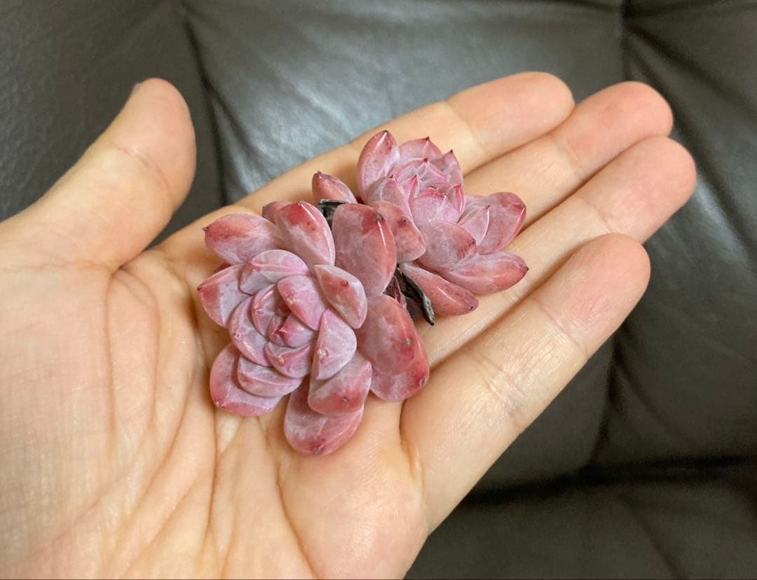 多肉植物　韓国苗　大量　200苗