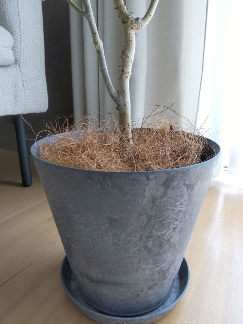 フィカス ウンベラータ 観葉植物